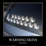 Crazy Cat Lady