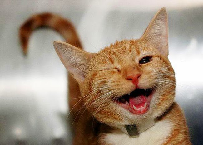 laughing-cat-5.jpg