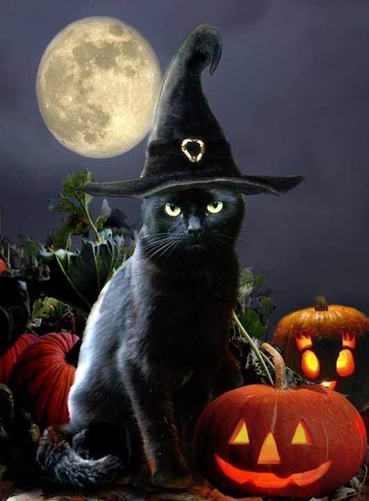 black-cat-with-pumpkin-and-hat.jpg